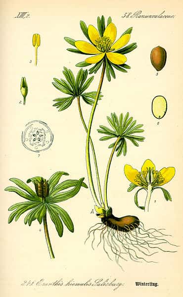 Planche botanique de l'eranthis. © <em>Wikimedia Commons</em>, DP
