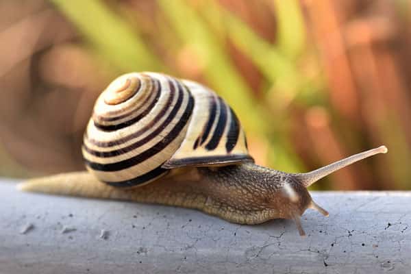 Quelle sera la distance parcourue par l'escargot ? © Pitsch, Pixabay, DP