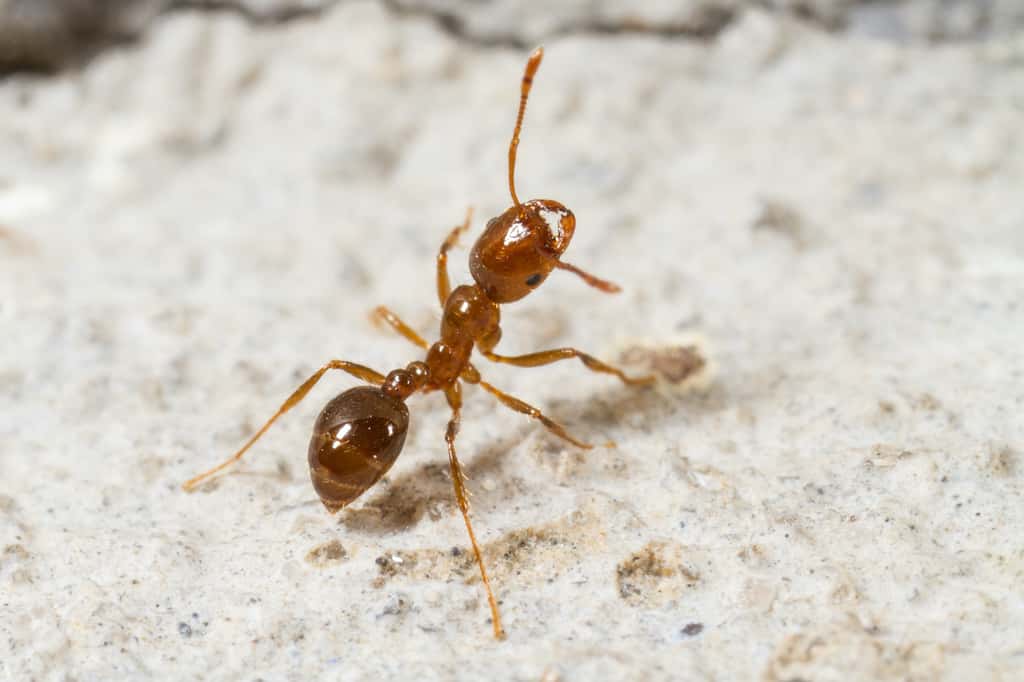 Les fourmis de feu s’attaquent volontiers aux semis et aux pâturages. © elharo, Adobe Stock