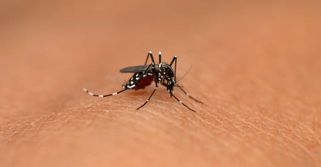 Le moustique tigre. Il est petit, mais il cause de nombreux problèmes dans les régions qu’il conquiert. © RealityImages, Adobe Stock