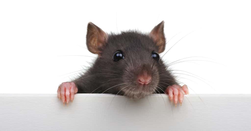 Le rat est un mal aimé. Et pour cause. Il est responsable de bien des dégâts et de quelques maladies. © Alekss, Adobe Stock