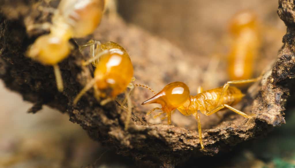 Les termites peuvent causer des dégâts importants aux charpentes et aux maisons en bois. © thithawat, Adobe Stock