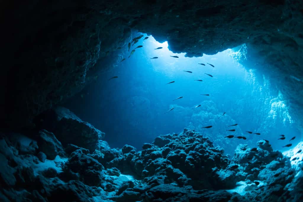 Le brassage de l'oxygène dans les eaux profondes océaniques généré par le mouvement des continents, étalé sur des millions d'années, a favorisé l'éclosion de la biodiversité marine. © Divedog, Adobe Stock