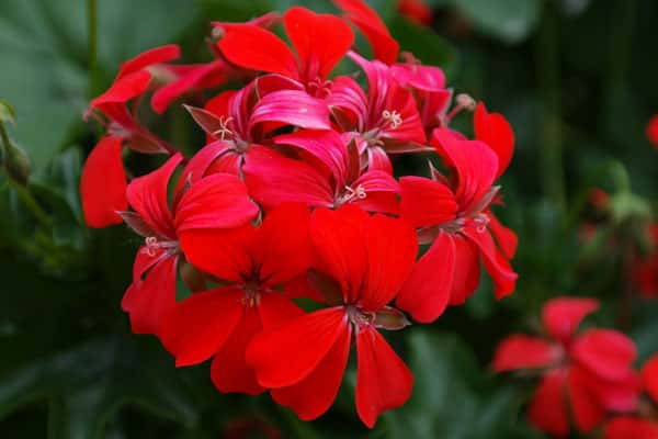 Effet décoratif garanti, en terrasse ou au jardin : ici, un géranium lierre rouge. © Hans, Pixabay, DP