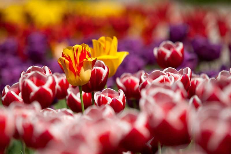 Les tulipes au petit matin. © Tuku, Pixabay, DP