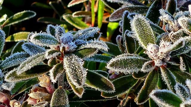 Assurez-vous de bien protéger vos plantes pendant l'hiver. © Oldlarry, Pixabay, DP