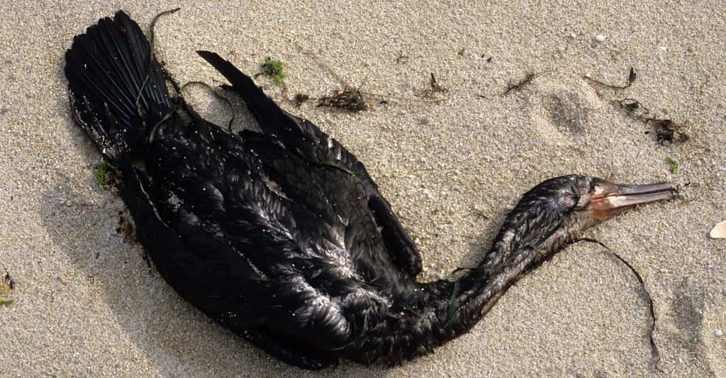 En décembre 1999, plus de 60 espèces d’oiseaux ont été touchés par la marée noire de l’Erika pour un total de 74.000 oiseaux mazoutés enregistrés. © PIXATERRA, Fotolia