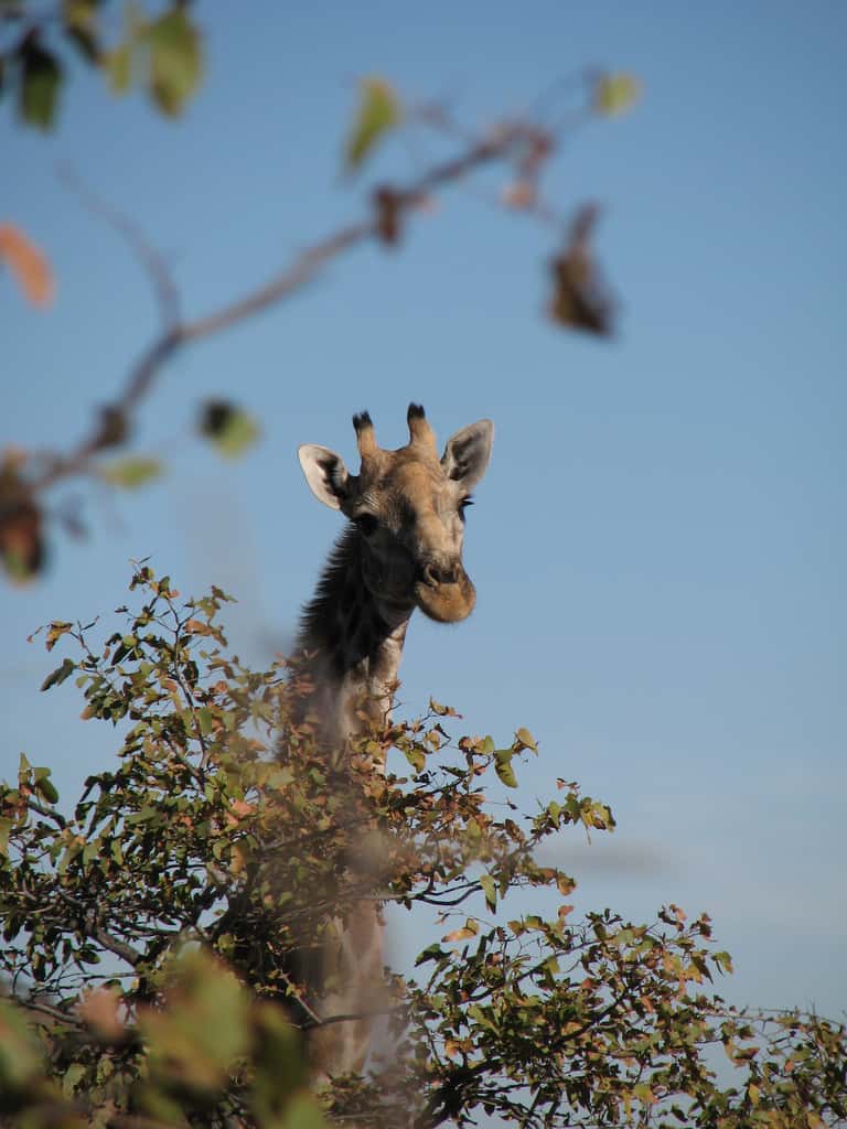 Selon la théorie de Lamarck, le cou des girafes s'est allongé à cause de la nécessité d'attraper leur nourriture en haut des arbres. Darwin propose que la sélection naturelle ait avantagé les girafes au long cou car elles pouvaient se nourrir facilement loin de la concurrence, et que un caractère dont hérité leur descendance. © Ecololo, Flickr, CC by-nc-sa 2.0 