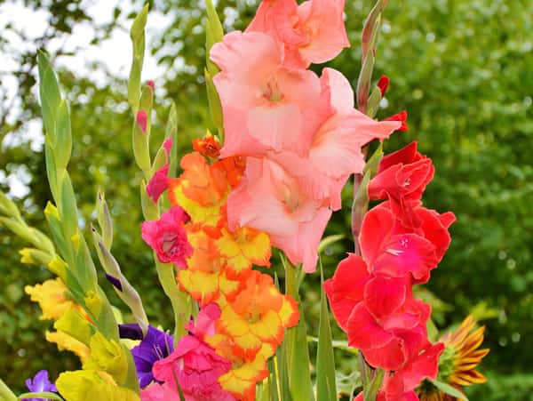 Les différentes variétés de glaïeuls font la beauté des massifs comme des bouquets. © Capri23auto, Pixabay, DP