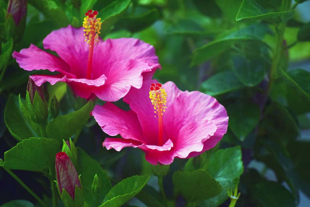 L'hibiscus aux multiples couleurs. © 6920918, Pixabay, DP