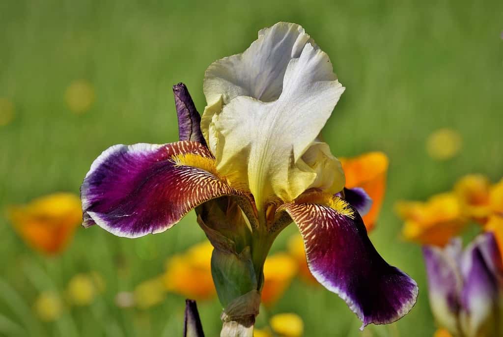 L'iris, une fleur très élégante. © Capri23auto, Pixabay, DP