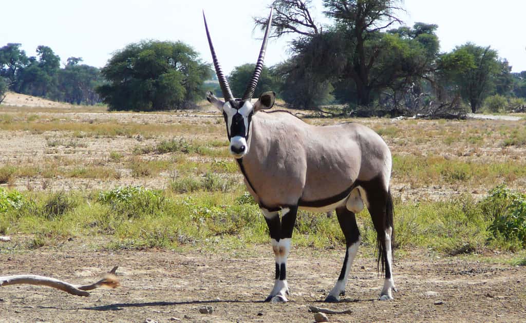 Un oryx, dans le parc de Kgalagadi, dans le Botswana. © Gossipguy, <em>Wikimedia Commons</em> by-sa 3.0