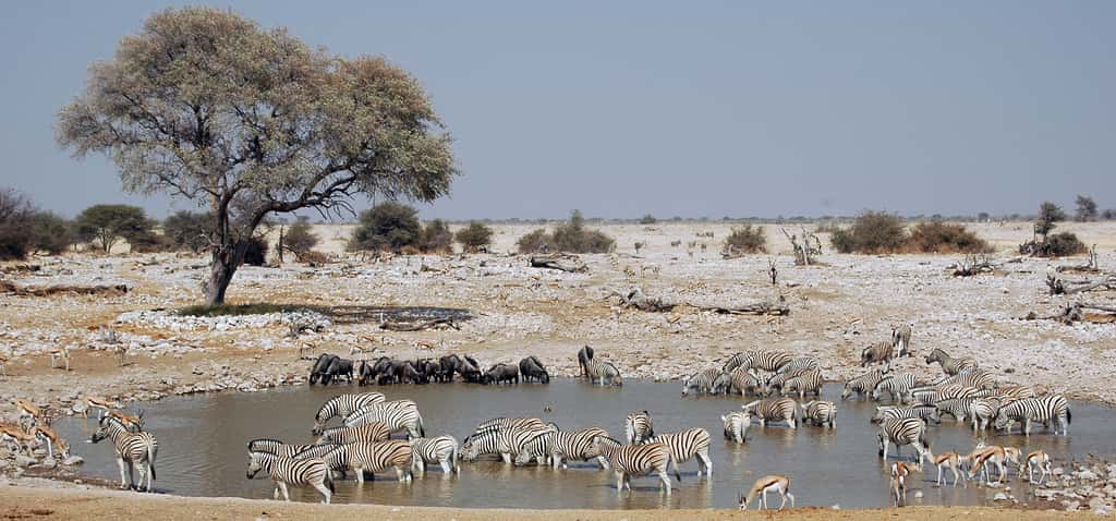 Parc Etosha, Namibie © Patrick Giraud/Calips, <em>Wikimedia Commons</em> by-sa 3.0