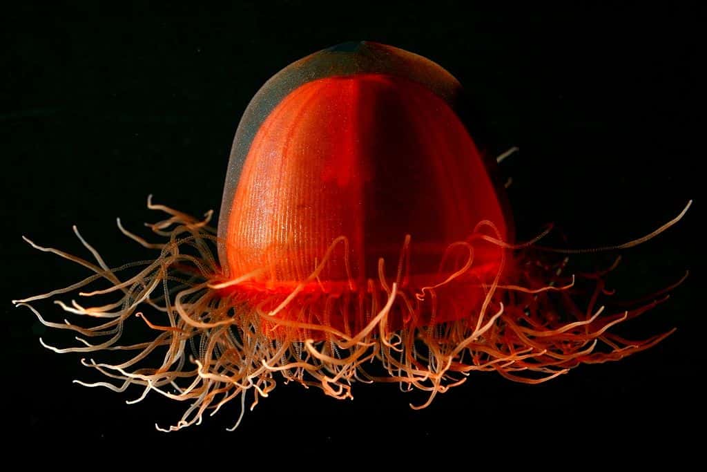 <em>Crossota sp.</em>, une hydroméduse de l'ordre des <em>Trachymedusae</em>. © <em>NOAA Photo Library</em>
