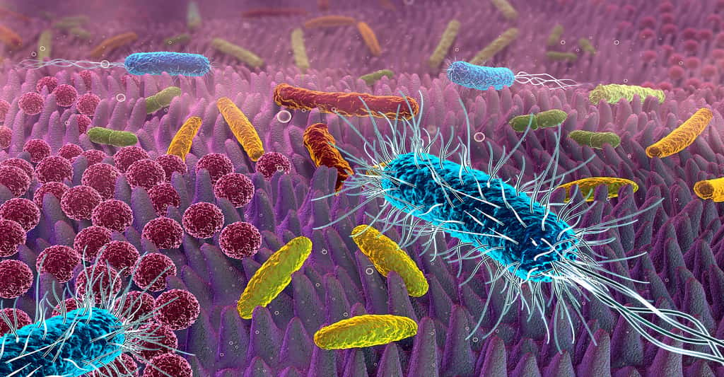 Lors de la Covid-19, et comme dans toutes infections, le microbiote est modifié. © Alex, Adobe Stock