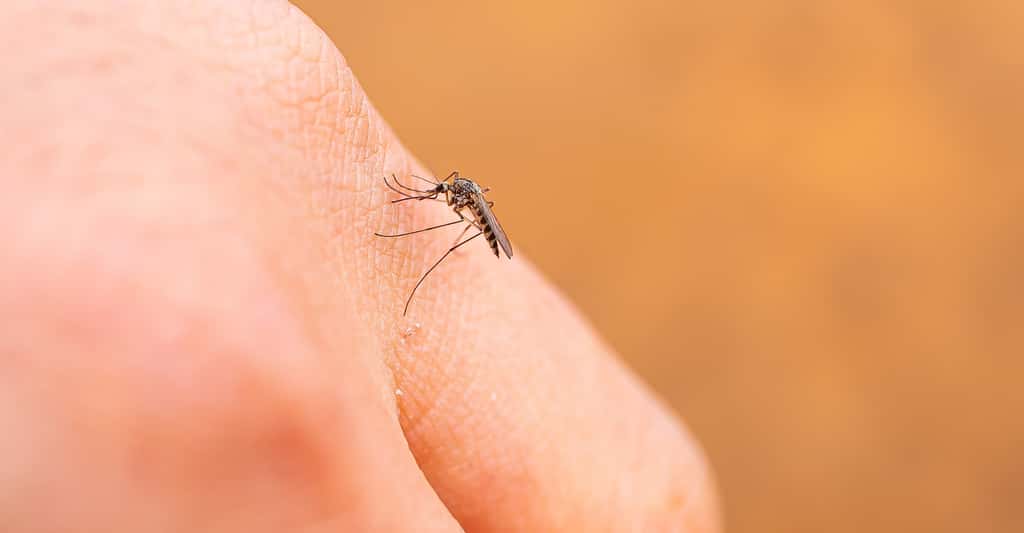 Sur les plus de 3 500 espèces de moustiques connues, moins de 10 % piquent les Hommes. Et toujours des moustiques femelles. © Elena, Adobe Stock