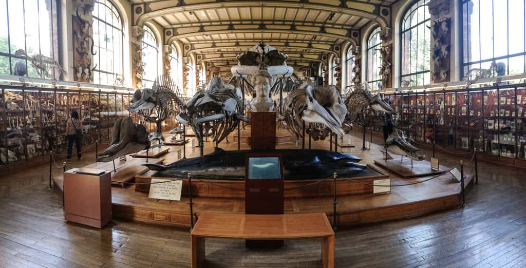 Galerie de paléontologie et d’anatomie comparée du MNHN. © Leo Reynolds, Flickr, CC by-nc-sa 2.0