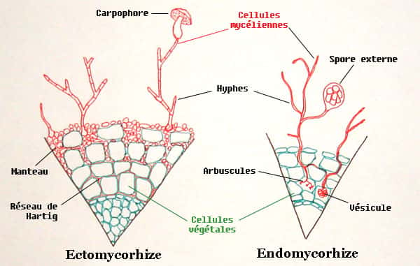 Dessin d'une coupe de racine mycorrhizée montrant deux principaux types de mycorhizes : les endomycorhizes et les ectomycorhizes dont voici des vues en coupe très schématiques. © Nil-the-Frogg, <em>Wikimedia Commons</em>, CC by-sa 1.0