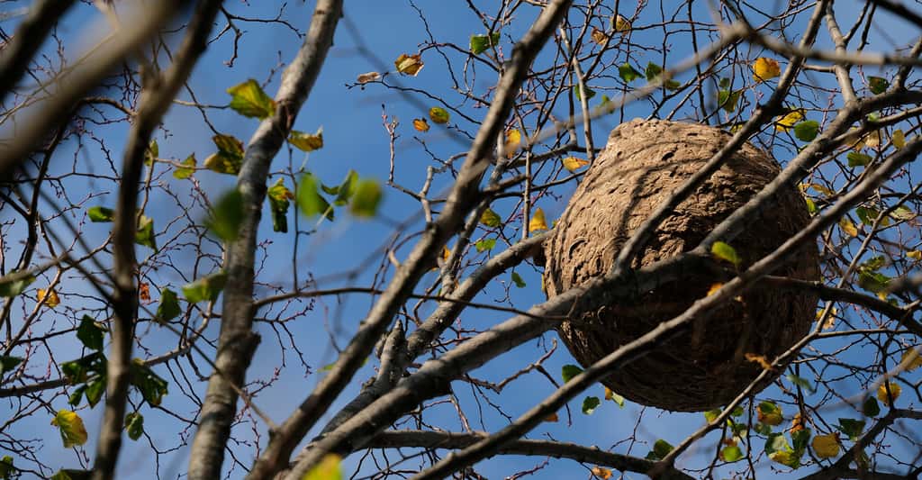 Selon l’Inventaire national du patrimoine naturel, il est possible d’observer un nid de frelons asiatiques à quatre ou cinq mètres de distance sans risquer une attaque. © Boris Mélinand, Fotolia