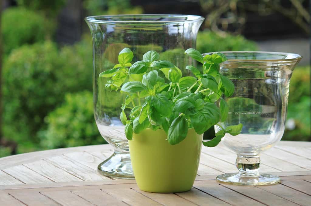 Plante aromatique et condimentaire, le basilic s'utilise aussi bien en cuisine qu'en infusion ou en huile essentielle. © Pixabay