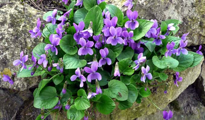 Un bouquet de violettes de Parme. © Insubria, Pixabay, DP