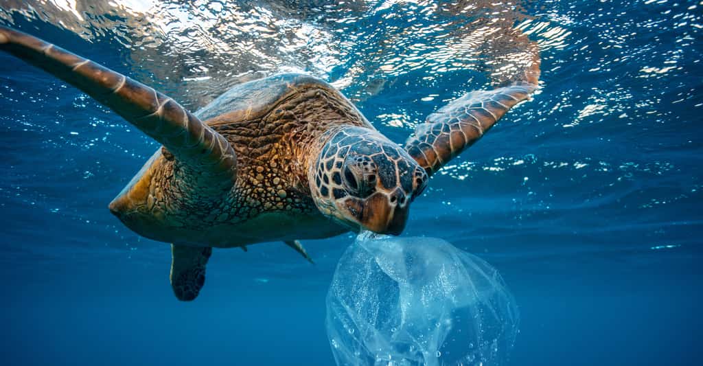 Bien que biodégradable, un déchet plastique pourrait rester suffisamment longtemps dans la nature pour être ingéré par un animal et porter atteinte à sa santé. © willyam, Adobe Stock