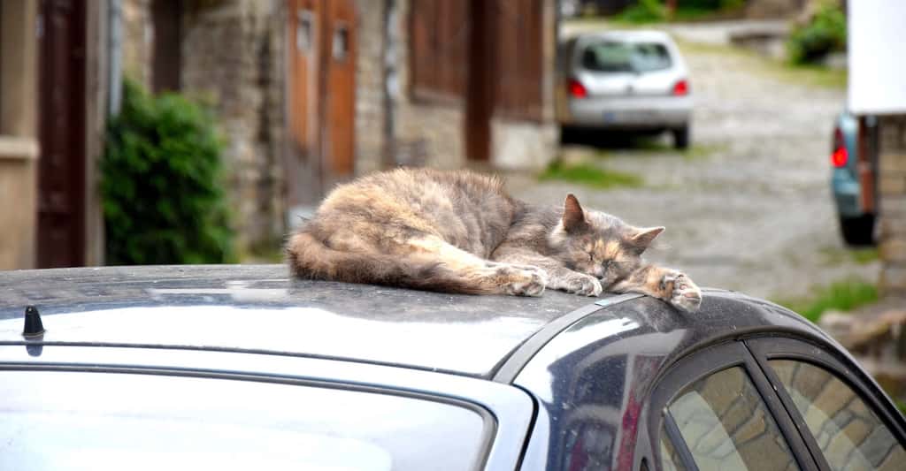 Ne laissez surtout jamais un chat ou un chien seul dans une voiture par temps chaud. © ravabo, Pixabay License