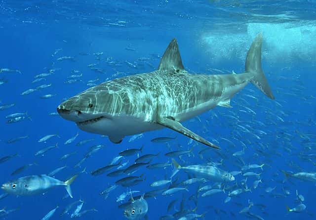 Seuls certains scientifiques peuvent se permettre de réellement nager avec les requins blancs, allant jusqu'à s'accrocher à leur aileron. © Terry Goss, <em>Wikimedia Commons</em>, CC by-sa 3.0