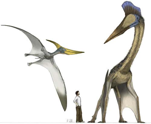 À ce jour, <em>Hatzegopteryx thambema</em> semble être le plus grand reptile volant. Rien que son crâne devait atteindre 3 mètres de long. © Mark Witton CC by-nc-sa 2.0