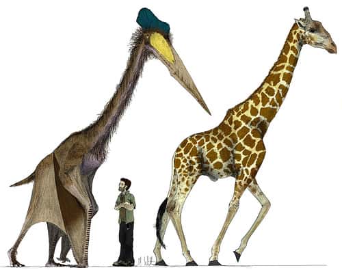 Le ptérosaure <em>Quetzalcoatlus northropi</em> mesurait presque 6 mètres de hauteur lorsqu’il se déplaçait au sol, soit à peu près la taille d’une girafe. © Mark Witton CC by-nc-sa 2.0