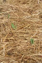 Le paillage protégera les semis de la déshydratation et de l’envahissement par les plantes adventices. © Arpent nourricier CC by-sa 2.0