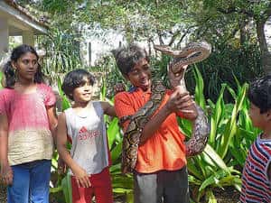 Des enfants montrant un jeune python réticulé, de dimensions déjà respectables. © Pandiyan CC by-nc 2.0