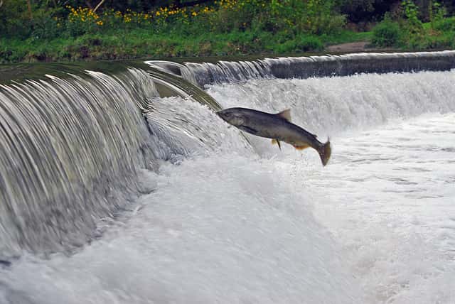 Les saumons remontent les rivières pour se reproduire sur leur lieu de naissance. &copy; ZaNiaC, Flickr, cc by nc sa 2.0