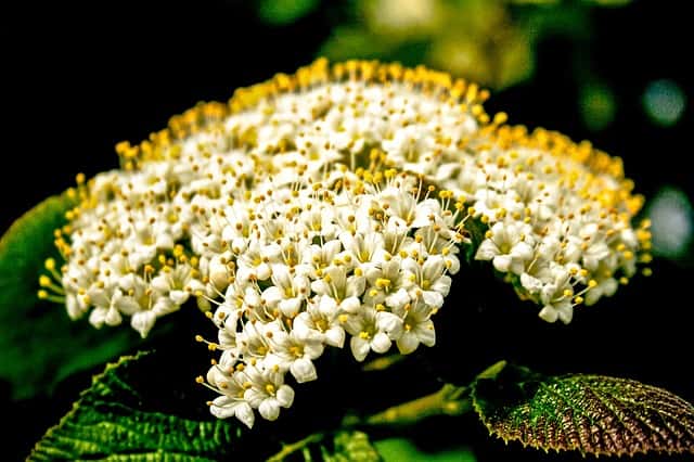Boule de neige détails des fleurs. © BBPhotographydesign, Pixabay, DP