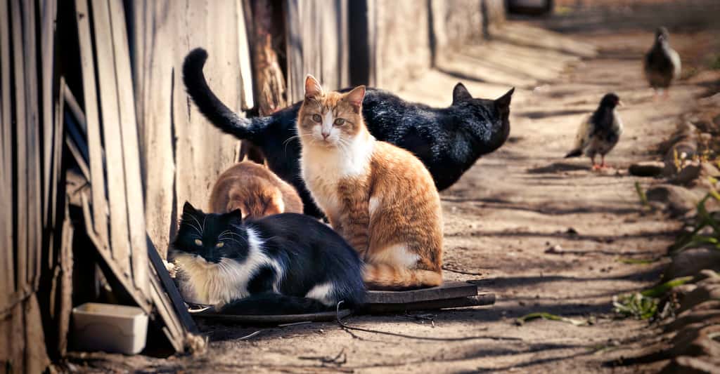 La stérilisation des chats errants tient une place importante dans la lutte pour le bien-être animal. © Laura Pashkevich, Adobe Stock