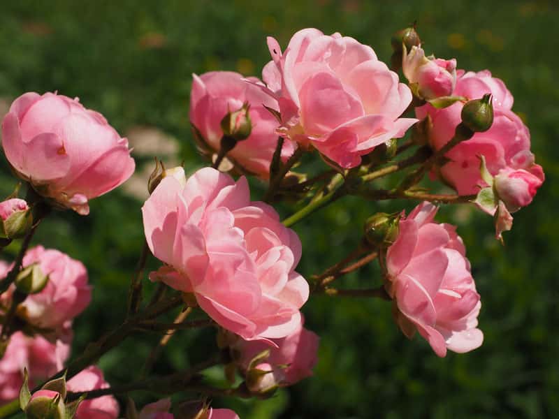 Roses au parfum subtil. © Hans, Pixabay, DP