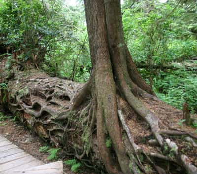 Les mycorhizes favorisent le développement des arbres. © Wing-Chi Poon, Creative Commons, CC by-sa 2.5