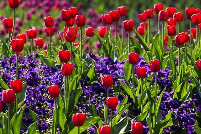 Tulipes et muscari pour un massif bicolore. © Domeckopol, Pixabay, DP