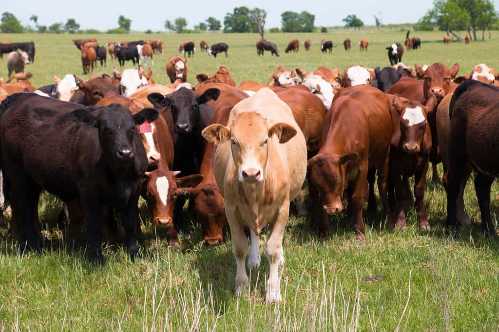 Les rots et flatulences de vaches sont à l’origine de 40 % des émissions de gaz à effet de serre d’origine agricole. © Rockin'Rita, Flickr