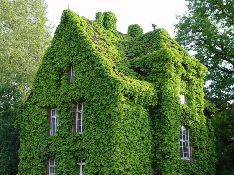 Une maison verte, à Gießen, Allemagne. © Joe Shoe, Flickr, Wkimedia Commons, CC by-sa 2.0