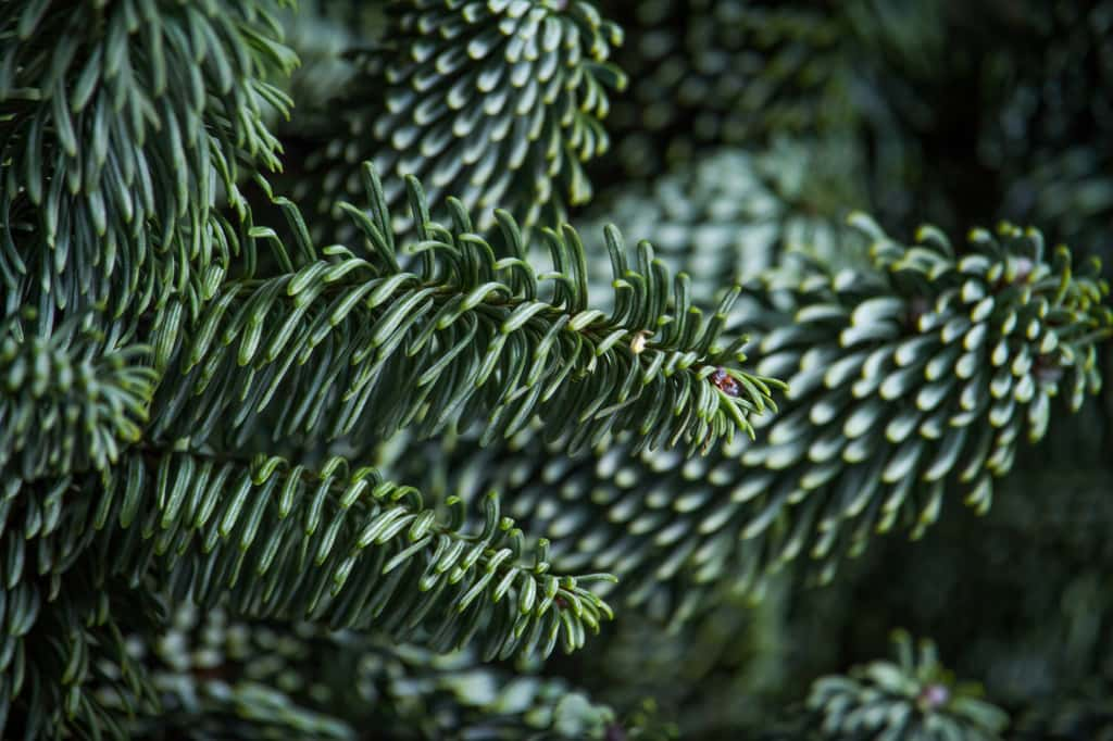 Le Sapin noble (ou <em>Abies Nobilis </em>ou<em> procera</em>) se caractérise par la couleur subtilement bleutée de ses aiguilles. © Sahaidachnyi Roman, Adobe Stock 