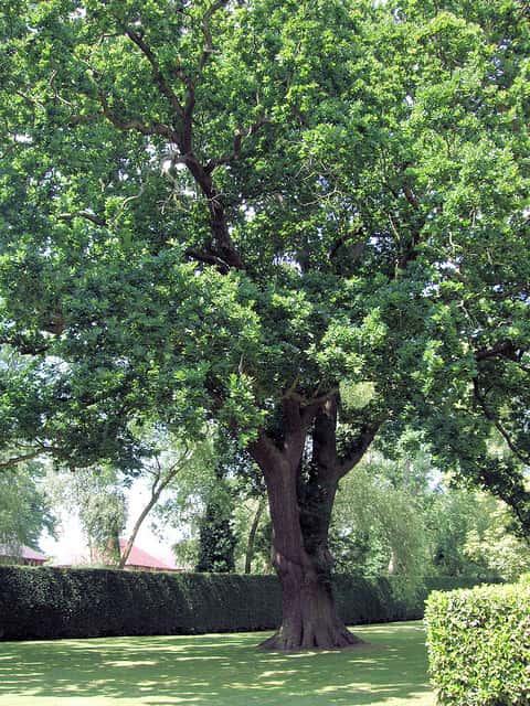 Comment un arbre à longue durée de vie s’adapte-t-il aux évolutions de son environnement ? © Jim Linwood, Flickr, CC by 2.0