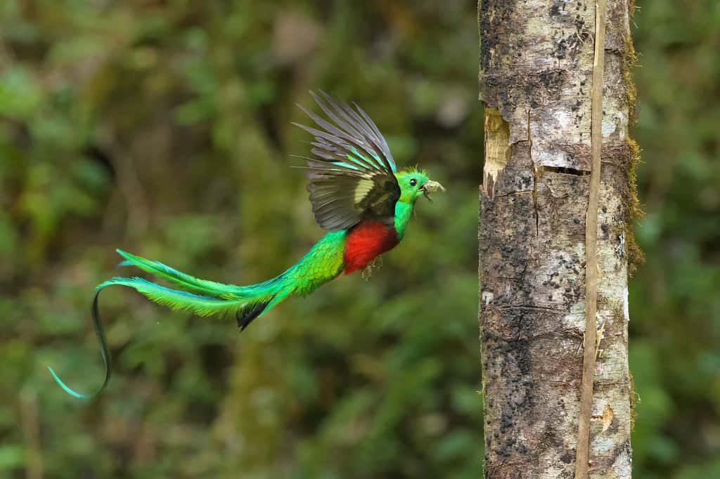 Le quetzal creuse un trou dans un arbre mort et y élève ses petits. © Nino, Adobe Stock