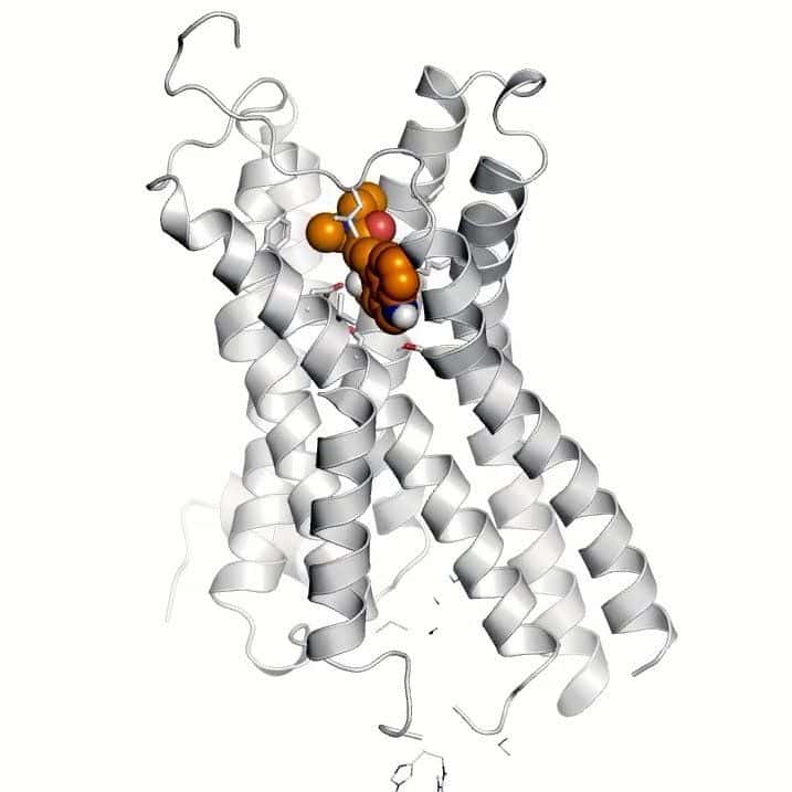 Le récepteur sérotoninergique 5HT2a, illustré ci-dessus, est activé par les substances psychédéliques et par de nouvelles molécules de conception qui pourraient être capables de soulager la dépression, sans les effets psychédéliques. © Kaplan, Confair <em>et al. Nature</em> (2022)