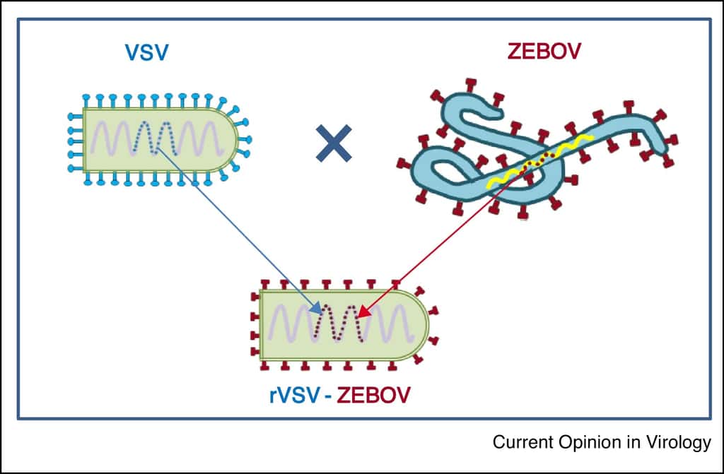 Un schéma simple du virus modifié utilisé dans le vaccin rVSV-ZEBOV. Il s'agit du virus de la stomatite vésiculaire (VSV) dans lequel sa glycoprotéine de surface native a été remplacée par celles d'Ebola. © D'après <a href="https://www.sciencedirect.com/science/article/pii/S1879625716301523" target="_blank"><em>Immunomonitoring of human responses to the rVSV-ZEBOV Ebola vaccine</em></a>