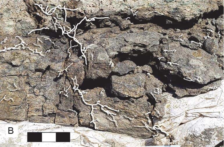 Des racines (colorées artificiellement en blanc sur l'image) ont poussé dans les fissures du fossile. © Brown and Holliday, 2021