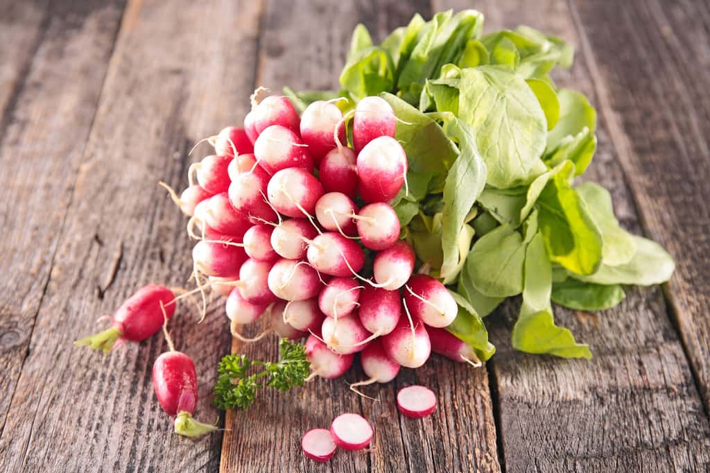  Radis de 18 jours fraîchement cueillis. ©M.studio, AdobeStock