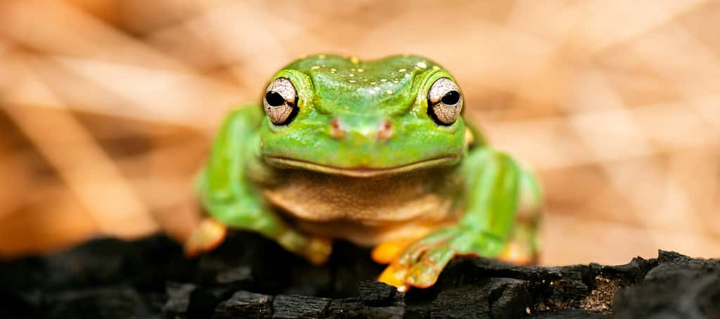 Un spécimen atypique de <em>Litoria splendida</em> a été observé par des scientifiques australiens : la grenouille, habituellement verte, aurait subi une mutation génétique la rendant bleue brillante ! © Rob D, Adobe Stock