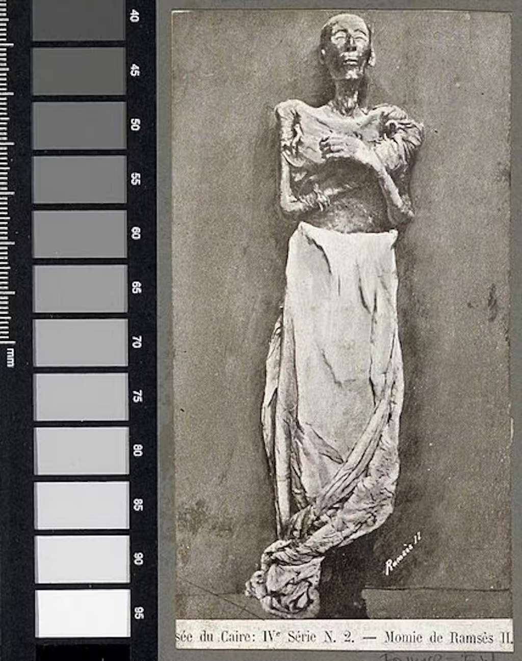 Dès son débandelettage, la momie de Ramsès II va être soumise à diverses études. © Rijksmuseum, Musée du Caire