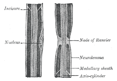 Noeud de Ranvier, retrécissement de la gaine de myéline autour de l'axone© Gray631, Wikimedia commons, domaine public